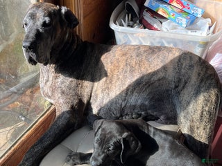 Great Dane dogs - Ad 35