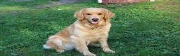 Golden Retriever dogs for sale: Gabby - Ad 15