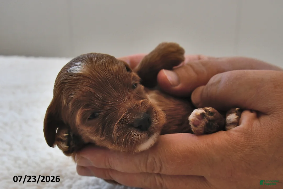 Mini Goldendoodle dogs for sale: Daisy - Ad 1