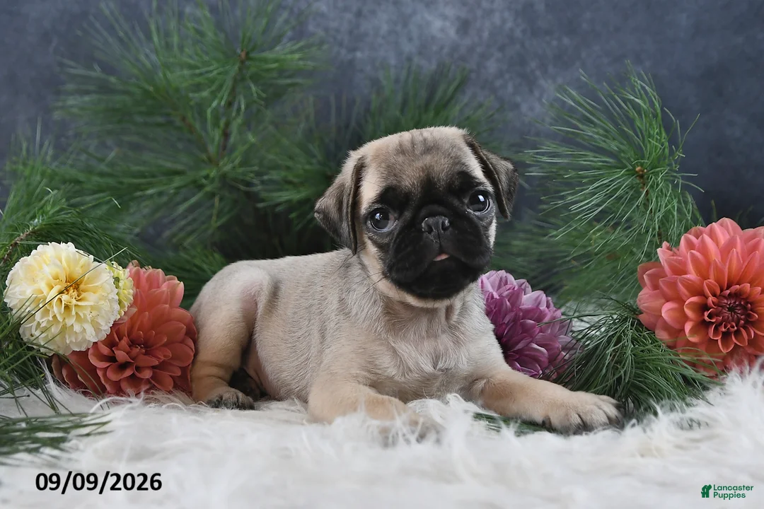 Pug dogs for sale: Nicholas - Ad 1