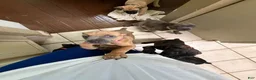 Cane Corso dogs for sale: Mulan - Ad 11