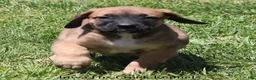 Mixed Breed dogs for sale: Bonnie - Ad 6