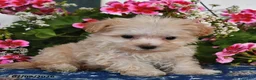 Maltipoo dogs for sale: Shadow - Ad 4