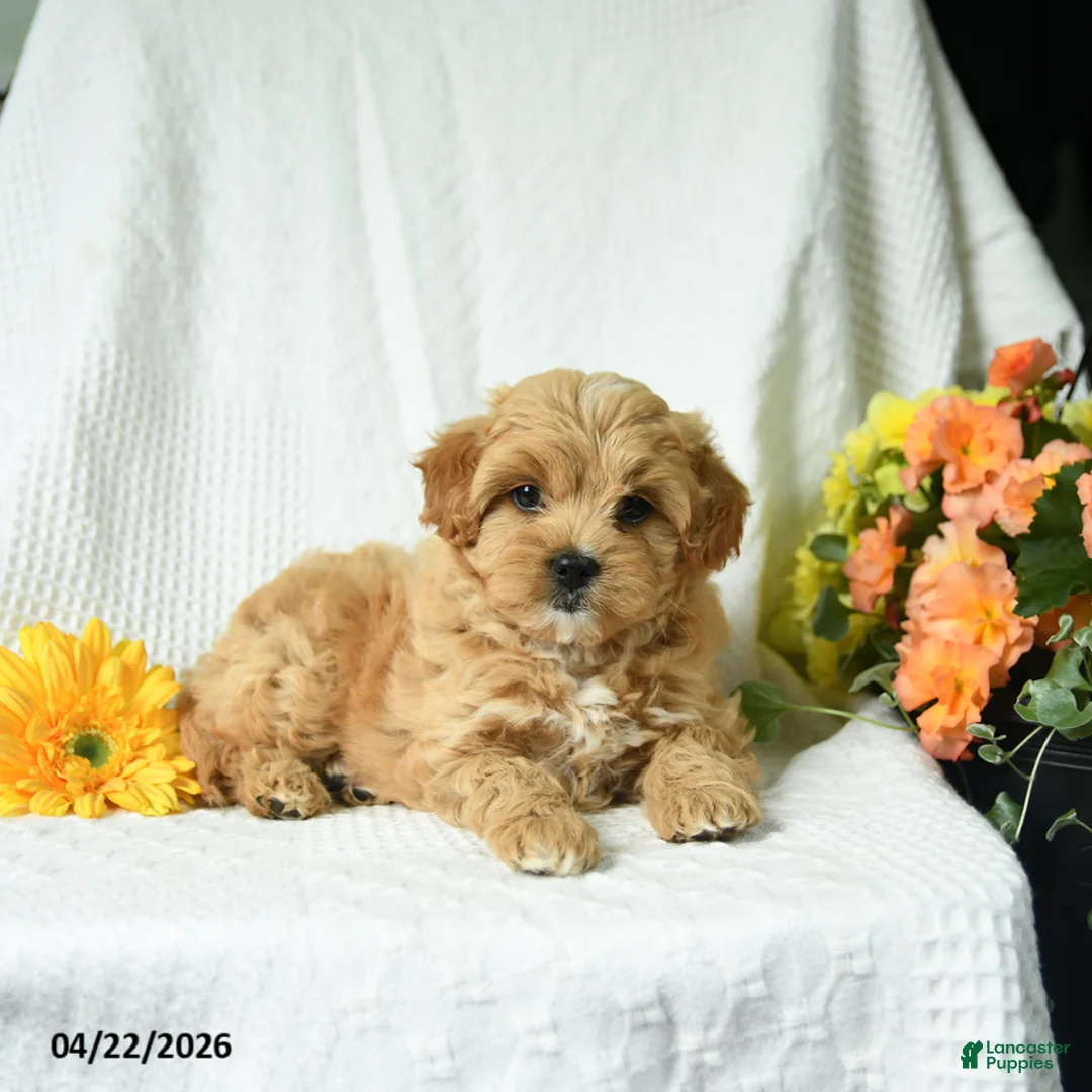 Mixed Breed dogs for sale: Lacey - Ad 1