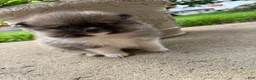 Pomeranian dogs for sale: Colton - Ad 17