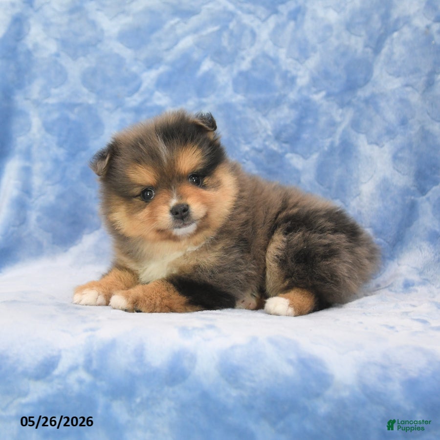 Pomeranian dogs Shayla - Ad 2