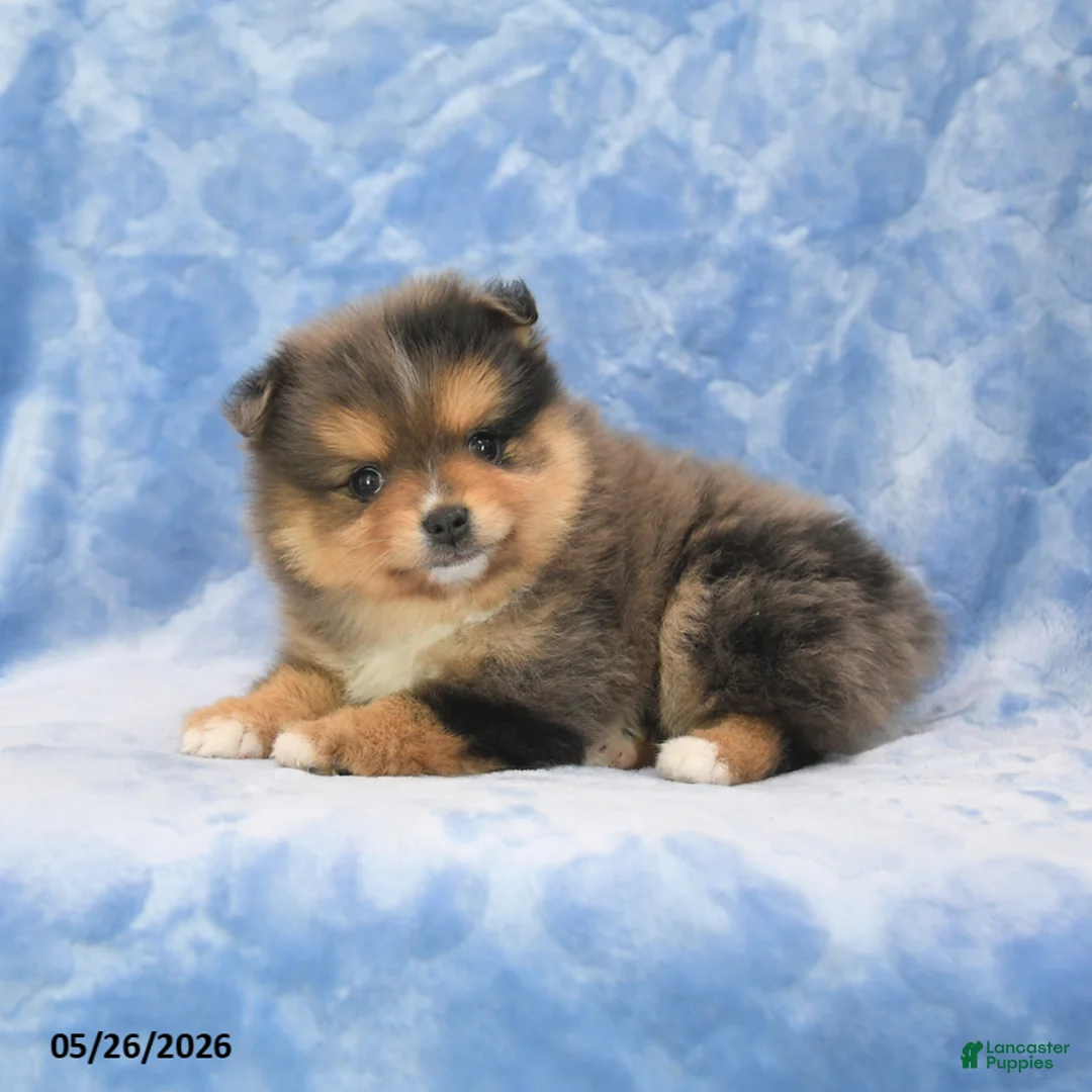 Pomeranian dogs for sale: Shayla - Ad 2