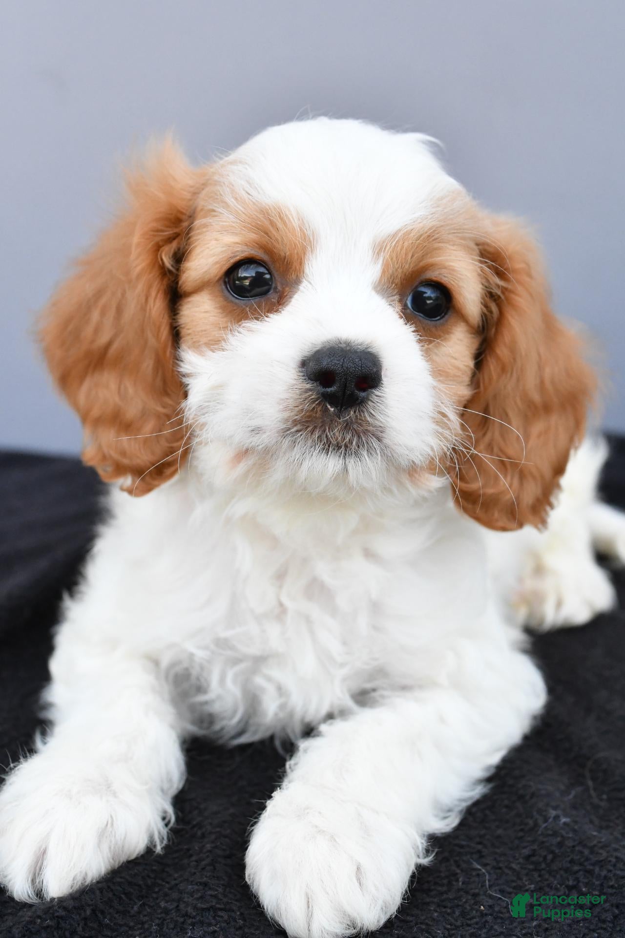 Cavapoo dogs Nikolaus - Ad 2