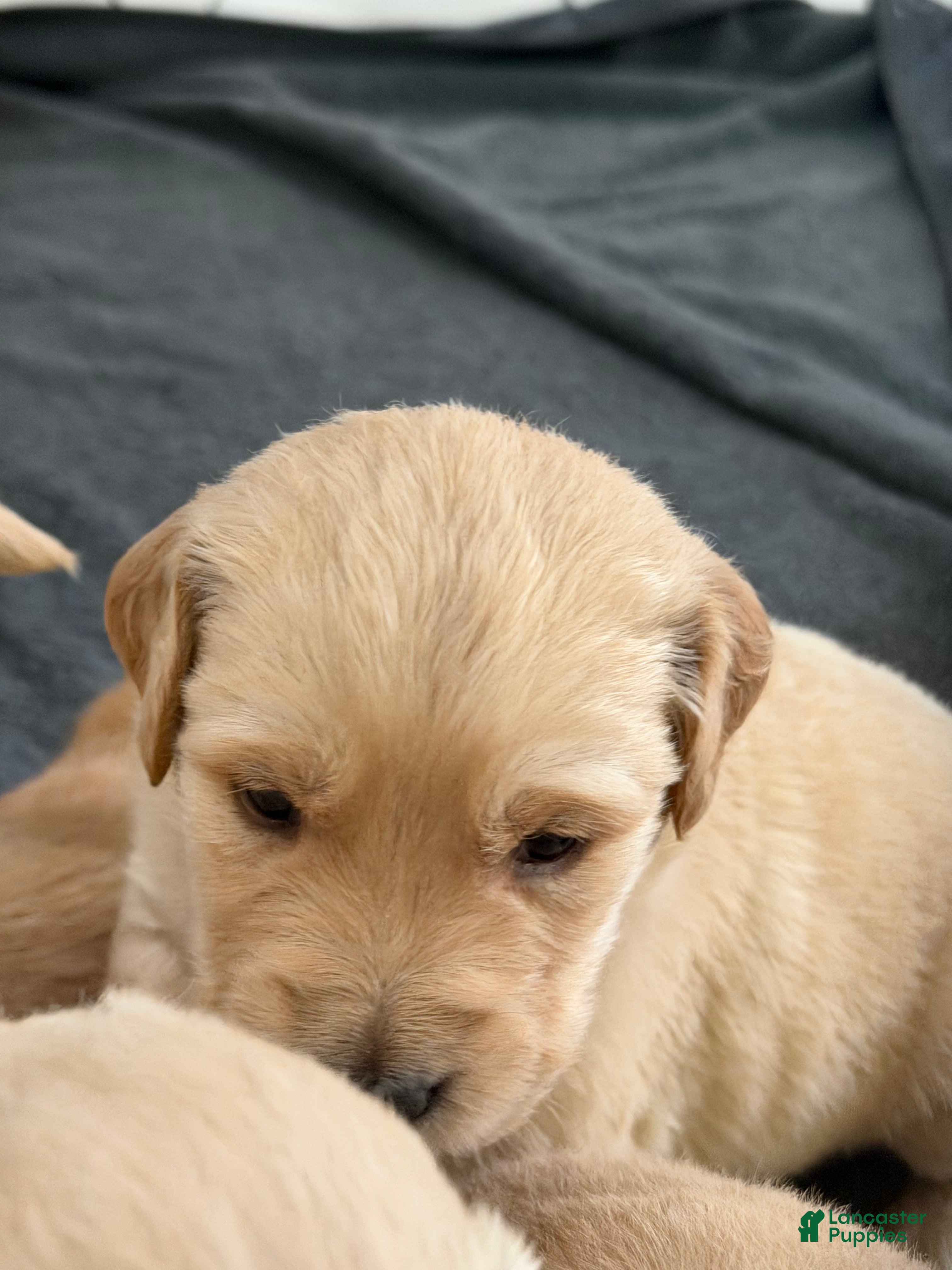 Golden Retriever dogs Sienna - Ad 1