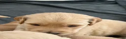 Golden Retriever dogs for sale: Sienna - Ad 1