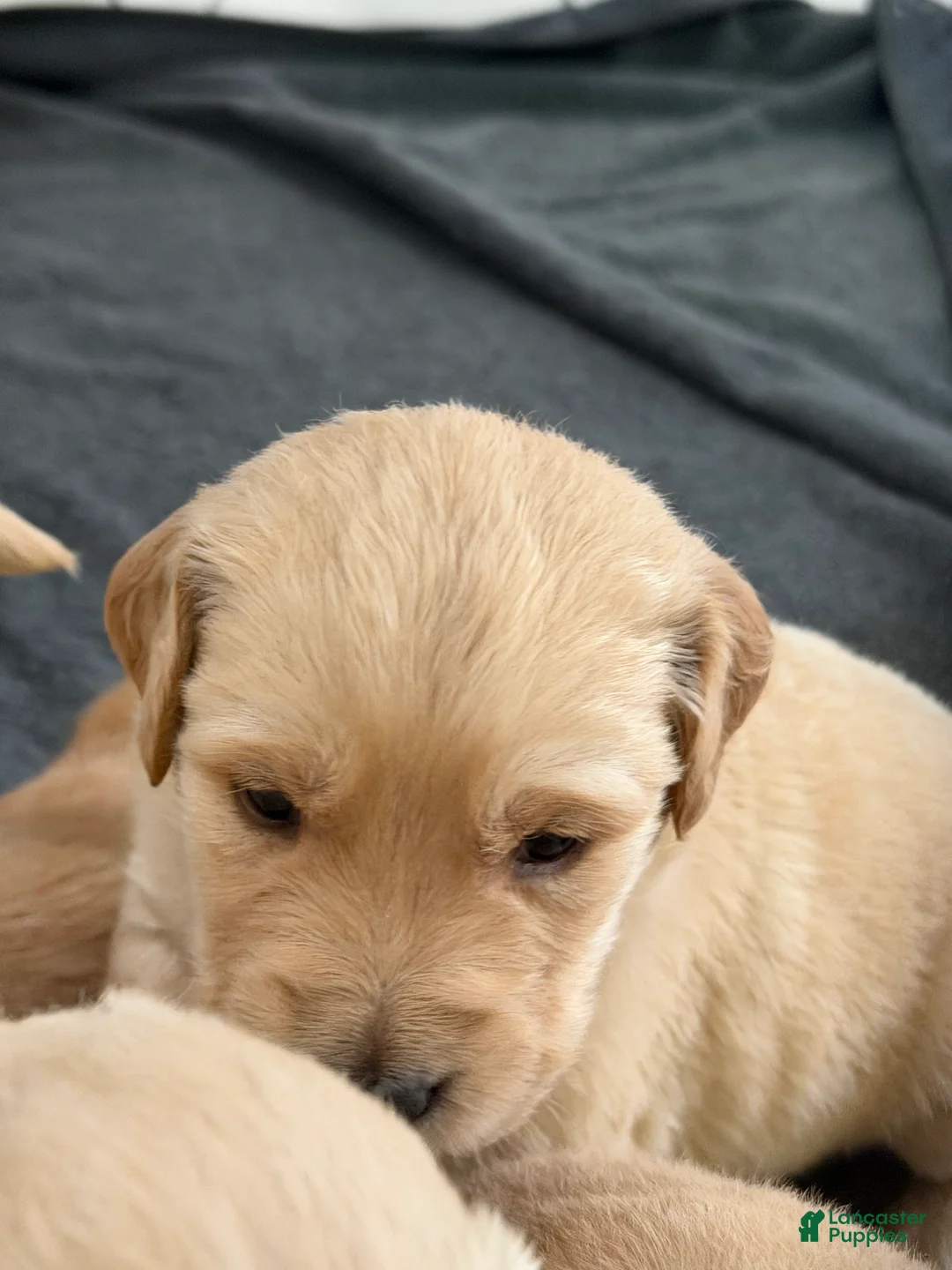 Golden Retriever dogs for sale: Sienna - Ad 1