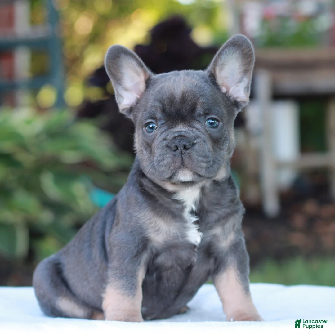 French Bulldog dogs for sale: Dexter  - Ad 1
