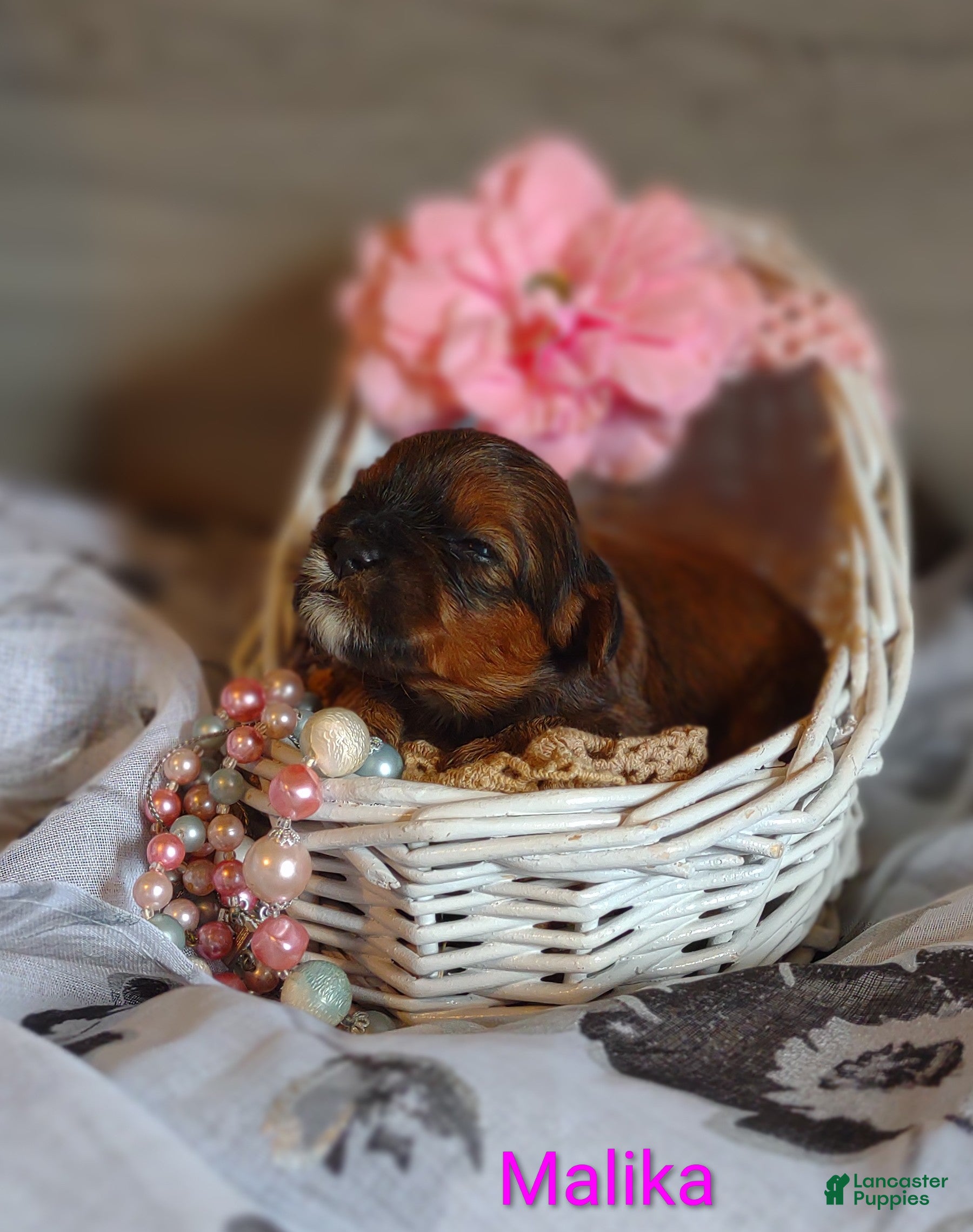Shihpoo dogs Shihpoo Puppy 6 Malika  - Ad 1