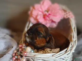 Shihpoo dogs for sale: Shihpoo Puppy 6 Malika - Ad 3