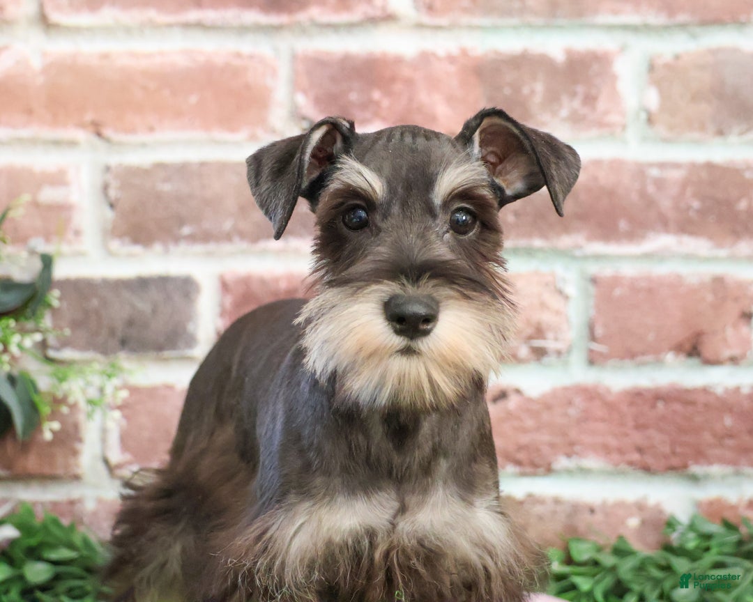 Miniature Schnauzer dogs for sale: Esperanza  - Ad 11