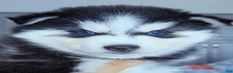 Pomsky dogs for sale: Ranger - Ad 2
