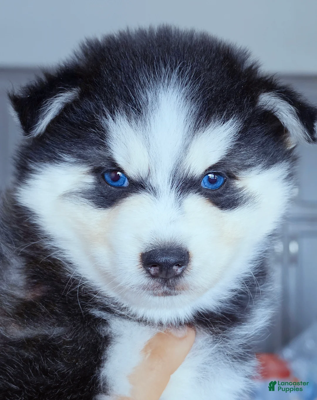 Pomsky dogs for sale: Ranger - Ad 2