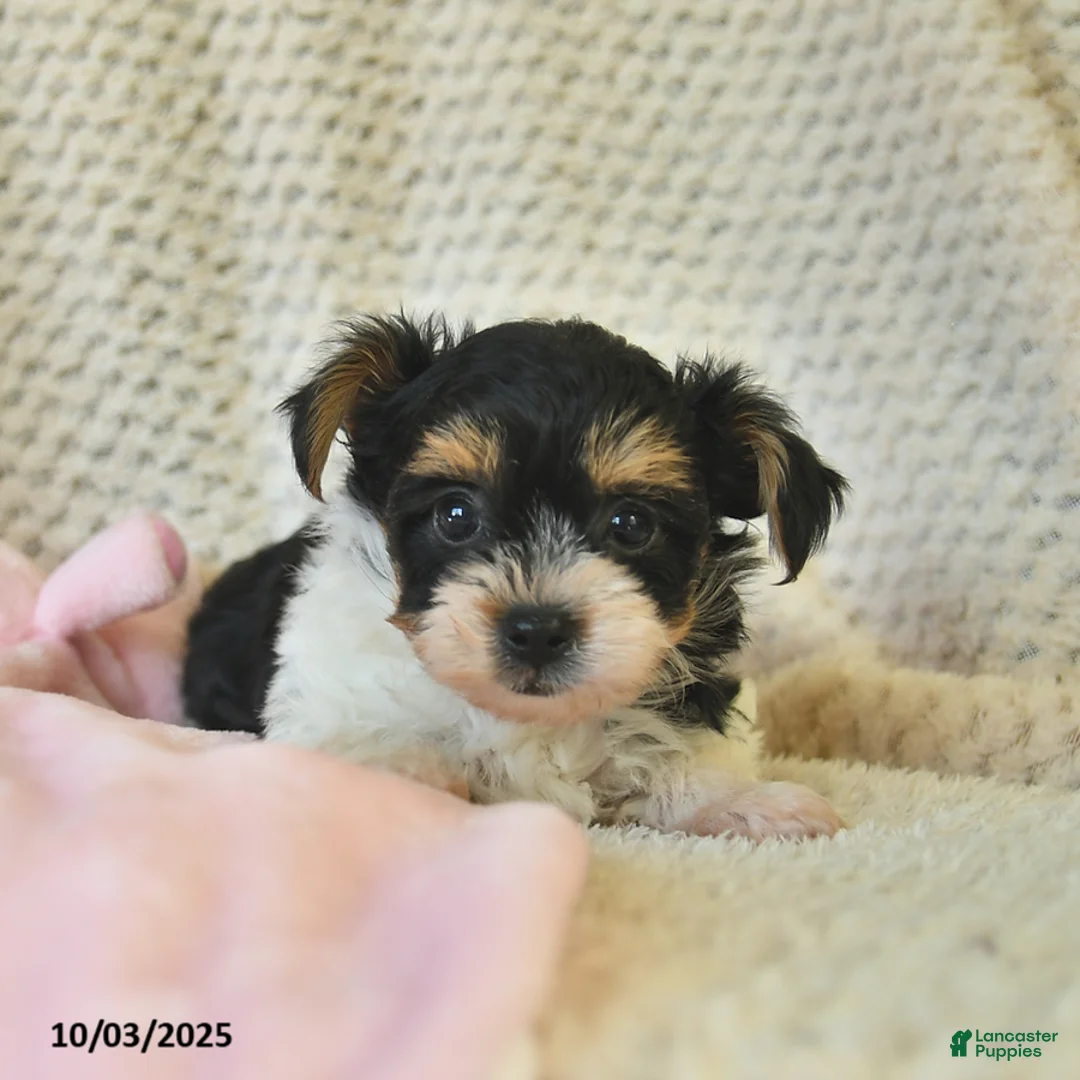 Yorkshire Terrier dogs for sale: Domino - Ad 24