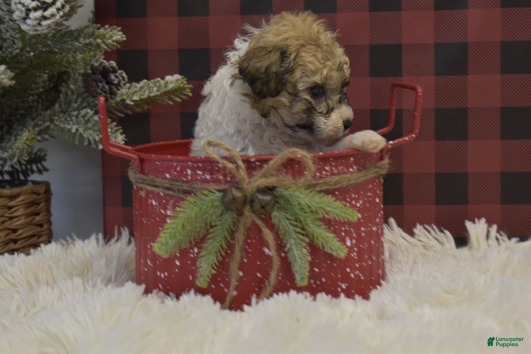 Miniature Poodle dogs for sale: Merdell - Ad 8
