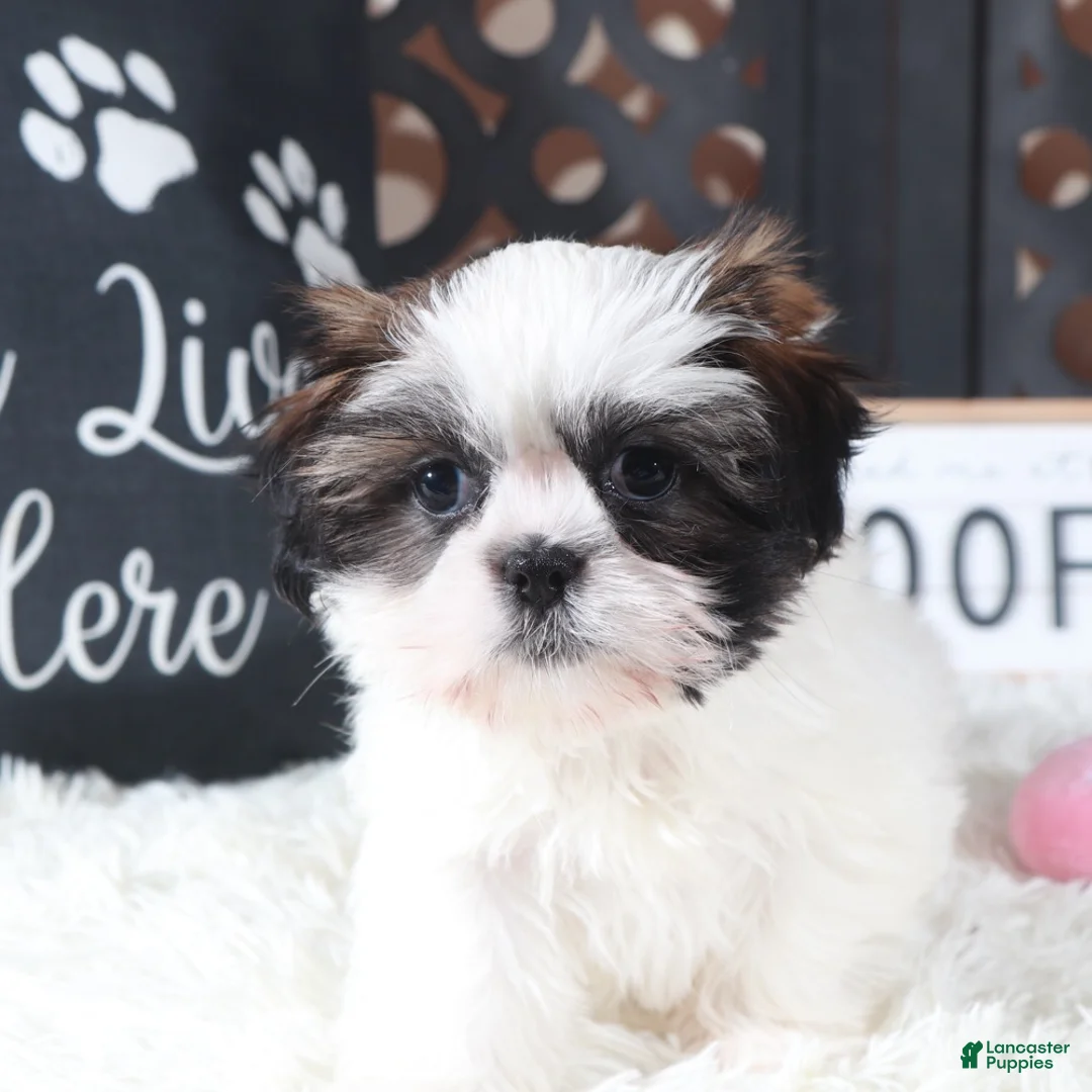 Shih Tzu dogs for sale: Annie Sweet Little Shihtzu Puppy - Ad 1