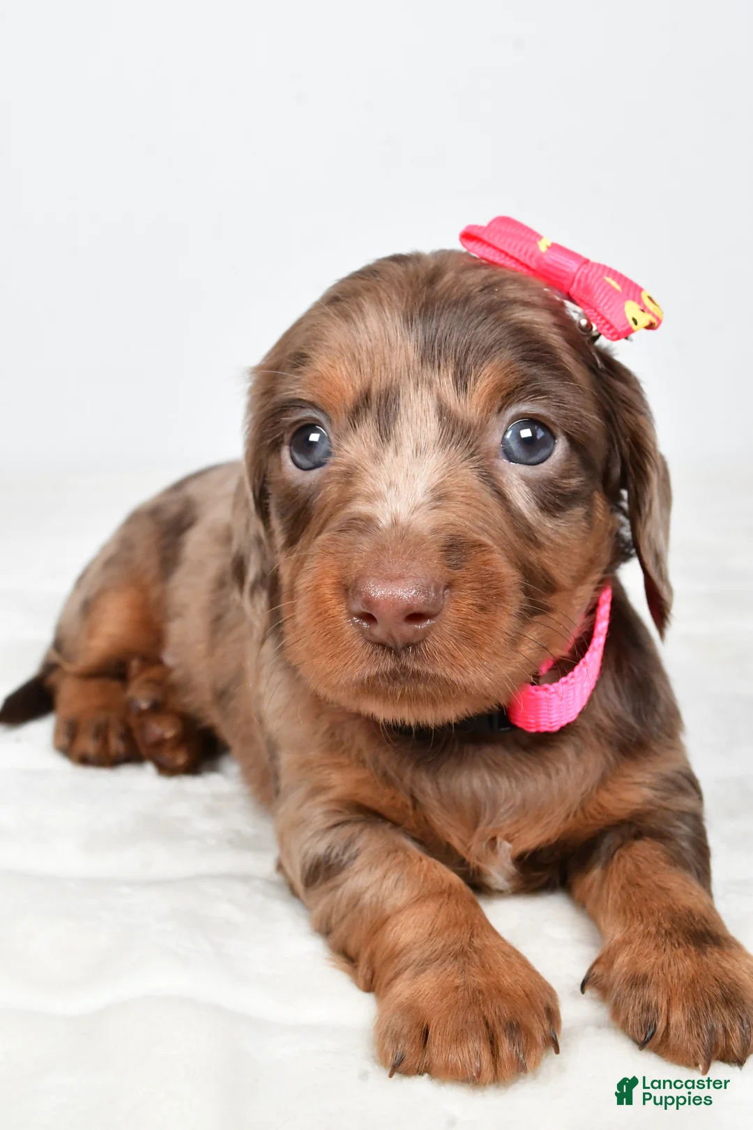 Miniature Dachshund dogs for sale: Angel - Ad 1