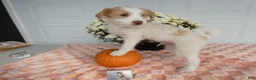 Mixed Breed dogs for sale: Mixed Breed 3 Macy - Ad 4