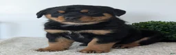 Mixed Breed dogs for sale: Tank - Ad 12