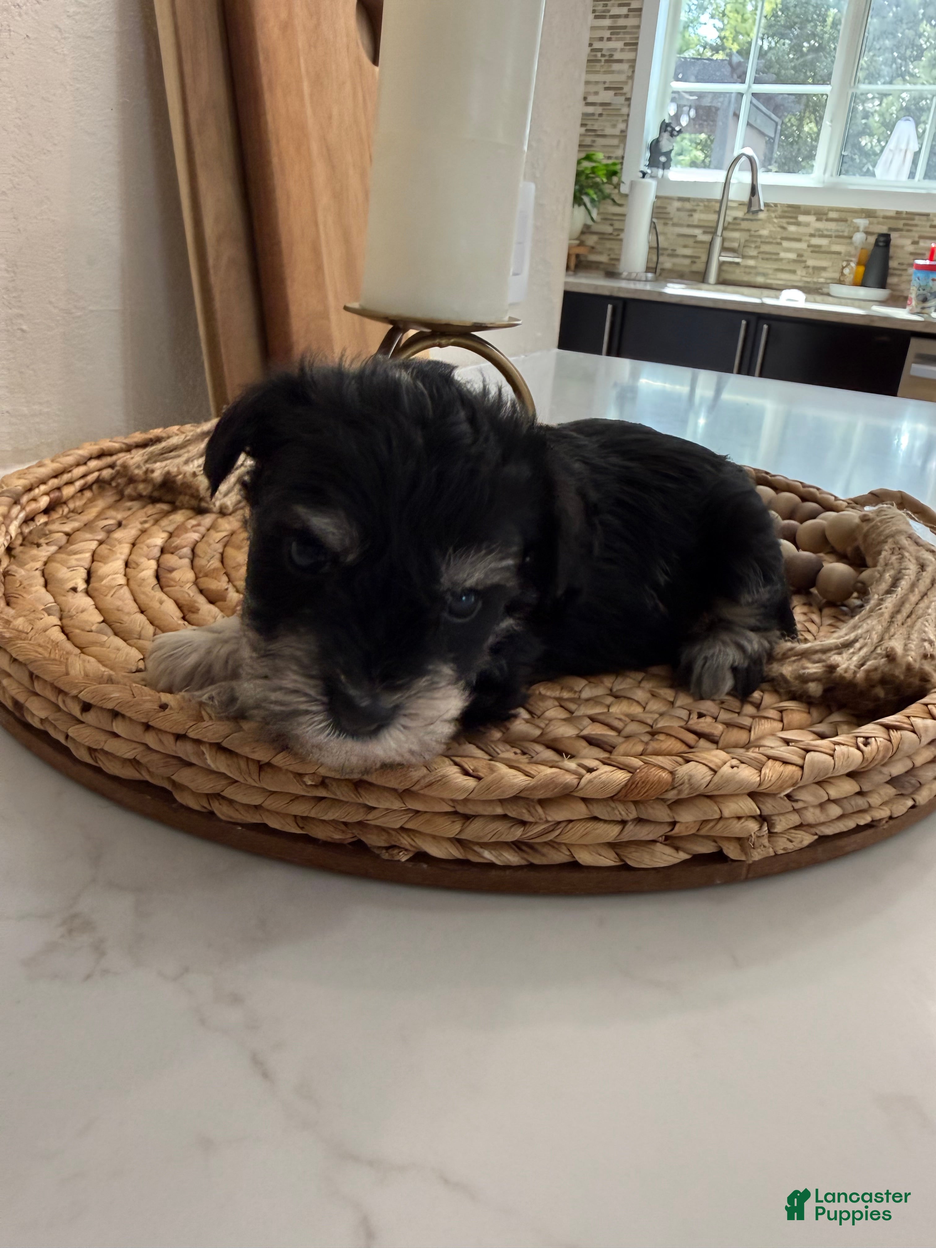 Miniature Schnauzer dogs Coconut - Ad 34