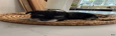 Coconut