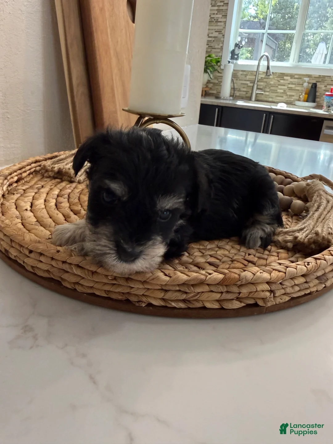 Miniature Schnauzer dogs for sale: Coconut - Ad 1