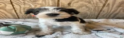 Miniature Schnauzer dogs for sale: Felix - Ad 1