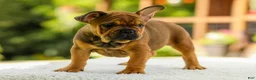 French Bulldog dogs for sale: Olivia – Fawn Brindle - Ad 3