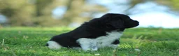 Newfoundland dogs for sale: Ted - Ad 7