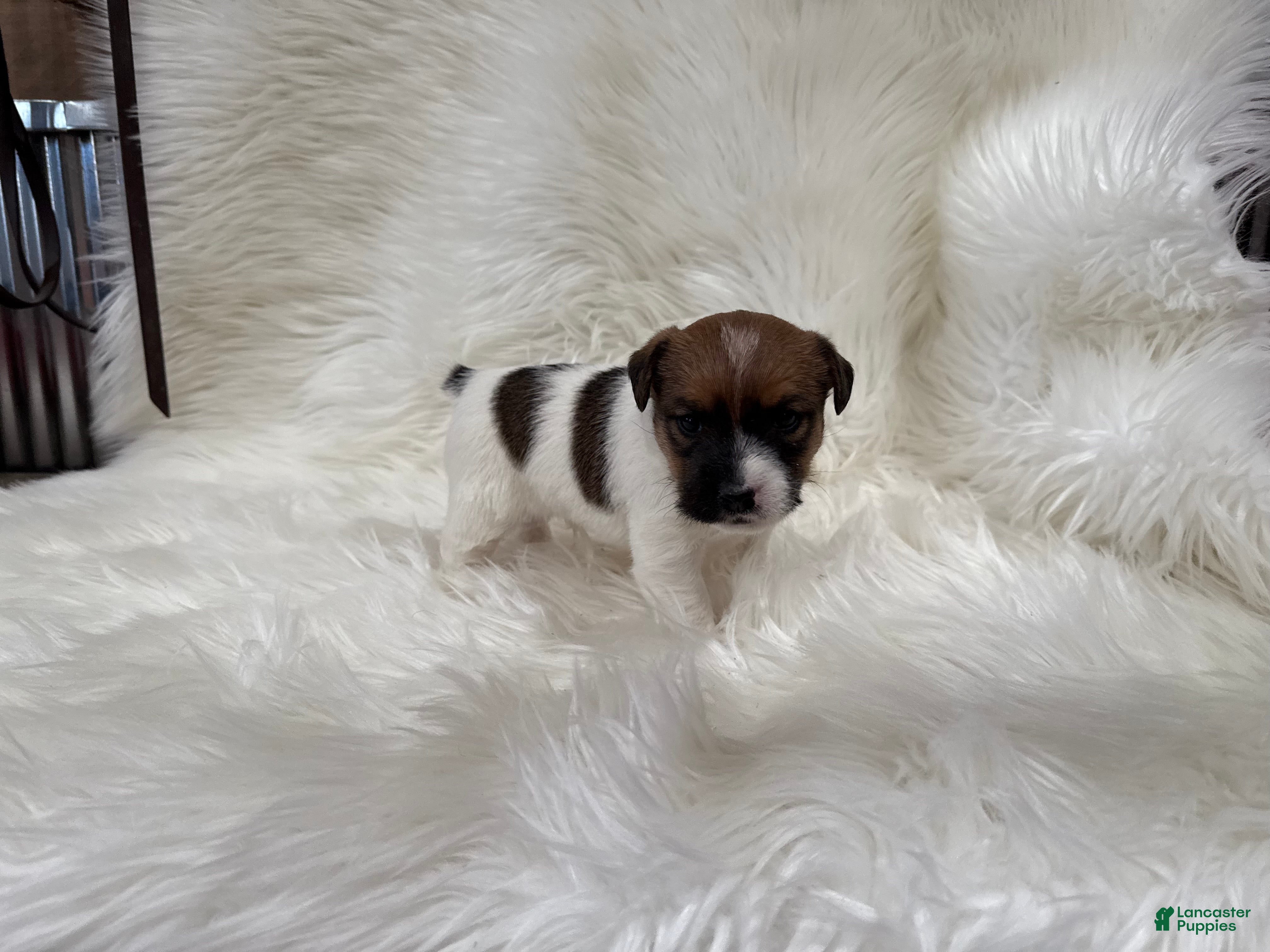 Jack Russell Terrier dogs Griffin Puppy 4 - Ad 38