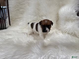 Jack Russell Terrier dogs Griffin Puppy 4 - Ad 28