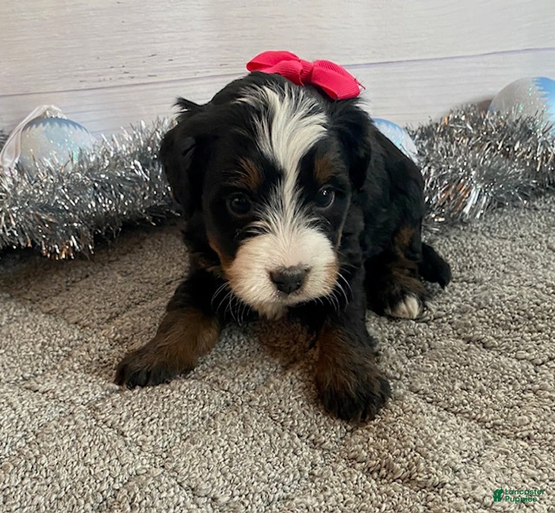 Mini Bernedoodle dogs for sale: Sugar - Ad 3