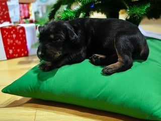 Doberman Pinscher dogs Solo - Ad 18