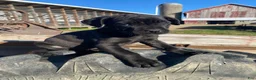 Cane Corso dogs for sale: Charlie - Ad 2