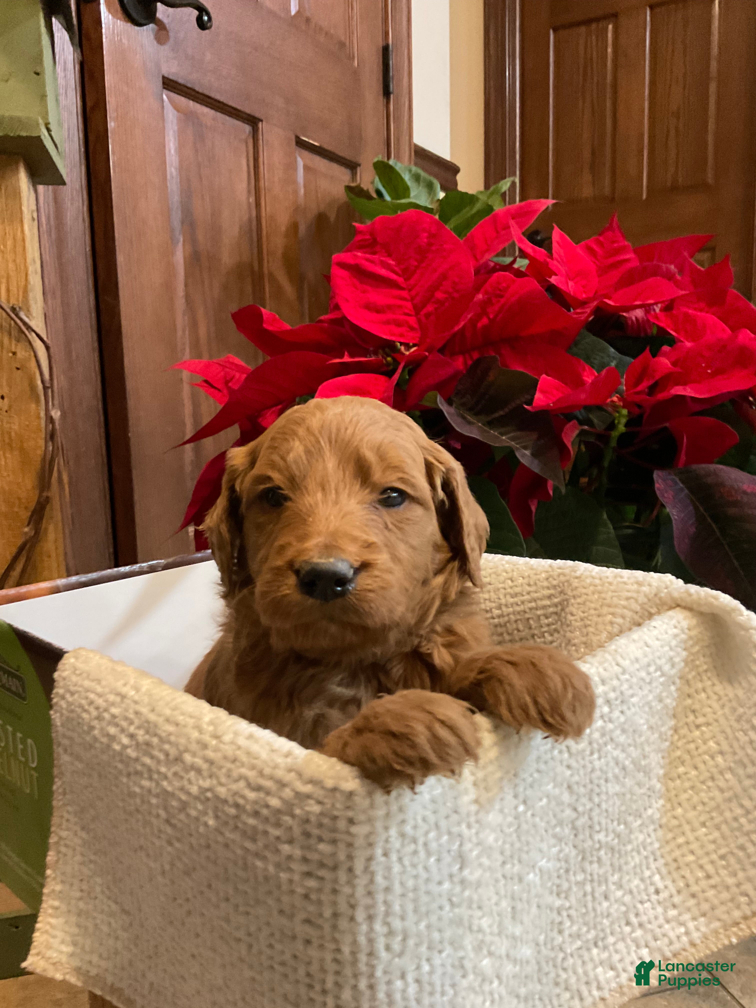Goldendoodle dogs Goldendoodle Puppy 2 - Ad 30
