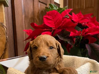 Goldendoodle dogs Curri - Ad 33