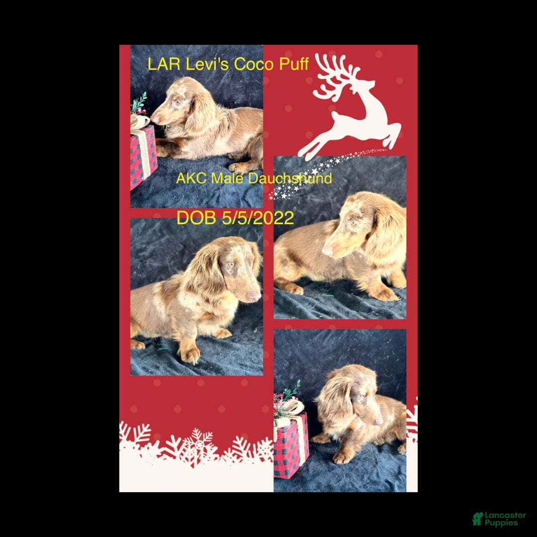 Miniature Dachshund dogs for sale: Miniature Dachshund Puppy 1 - Ad 8