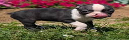 Boston Terrier dogs for sale: Toasted Marshmallow - Ad 6