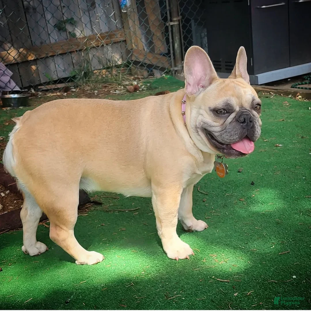 French Bulldog dogs for sale: Little Boy - Ad 4
