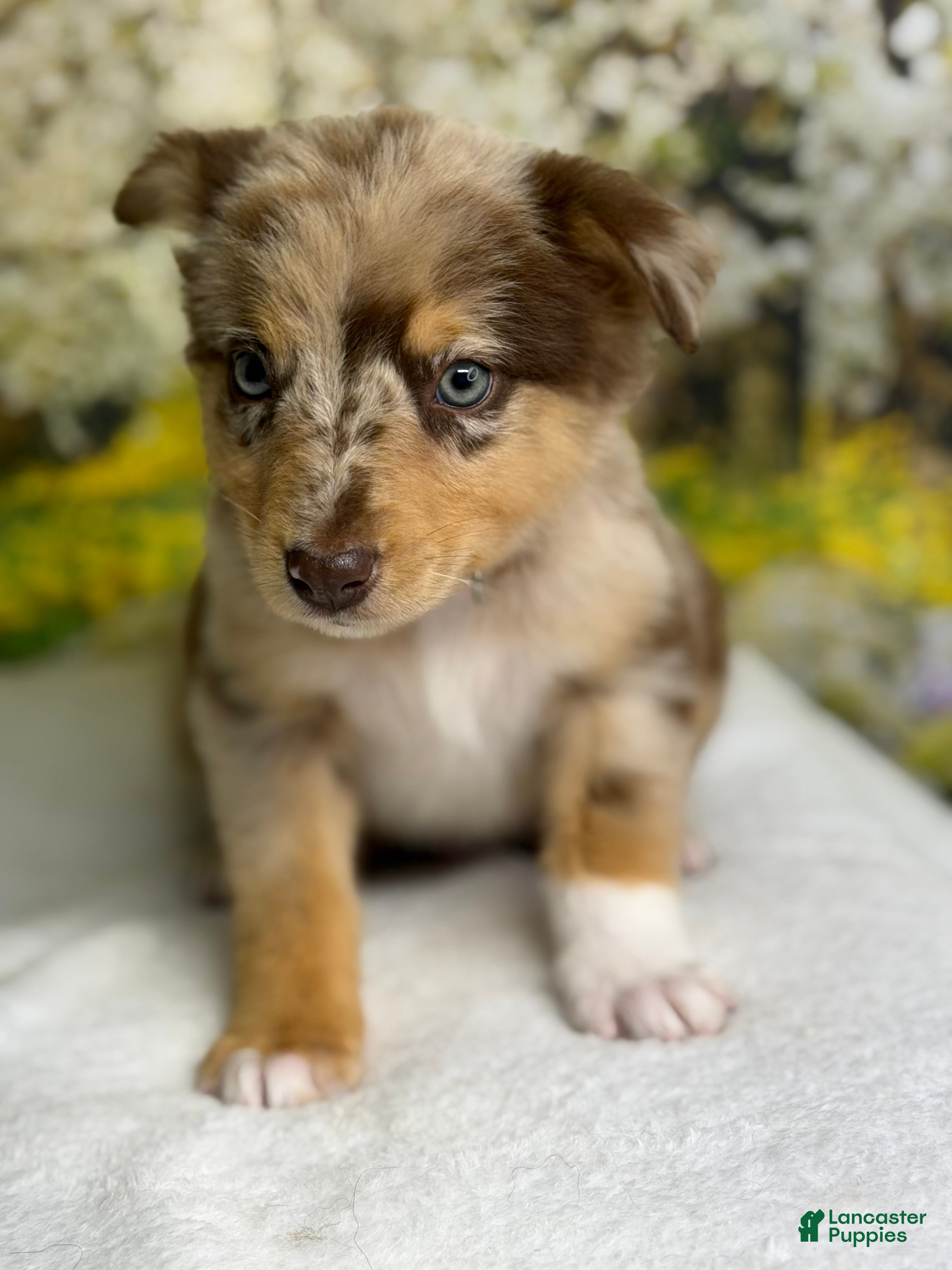 Australian Shepherd dogs Australian Shepherd lynxley - Ad 2