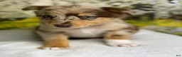 Australian Shepherd dogs for sale: Australian Shepherd lynxley - Ad 2