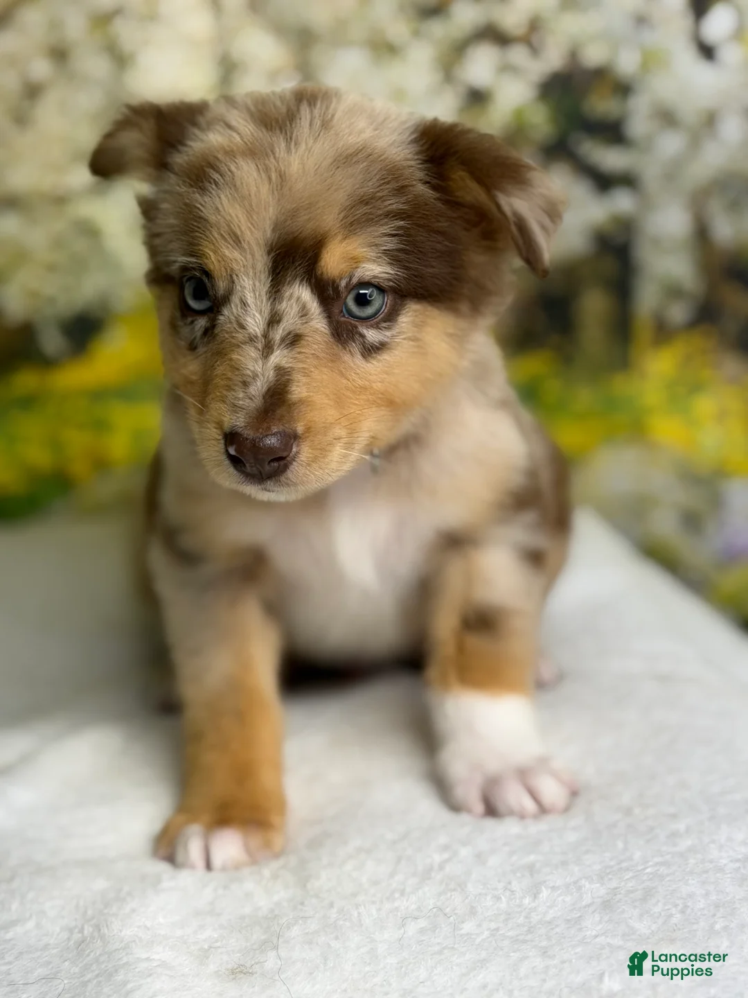 Australian Shepherd dogs for sale: Australian Shepherd lynxley - Ad 2