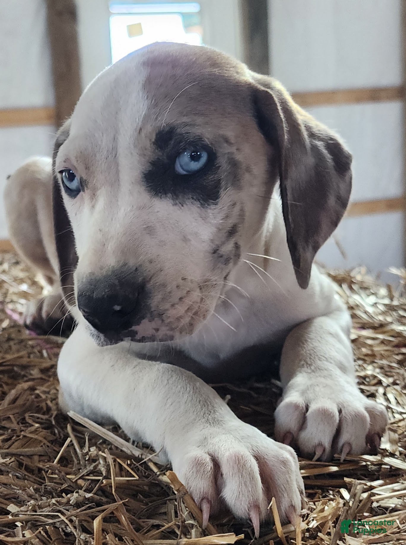 Catahoula Leopard Dog dogs Duchess 2026 Male 1 - Ad 18