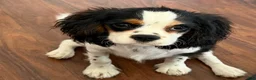 Cavalier King Charles Spaniel dogs for sale: Cavalier King Charles Spaniel - Ad 2