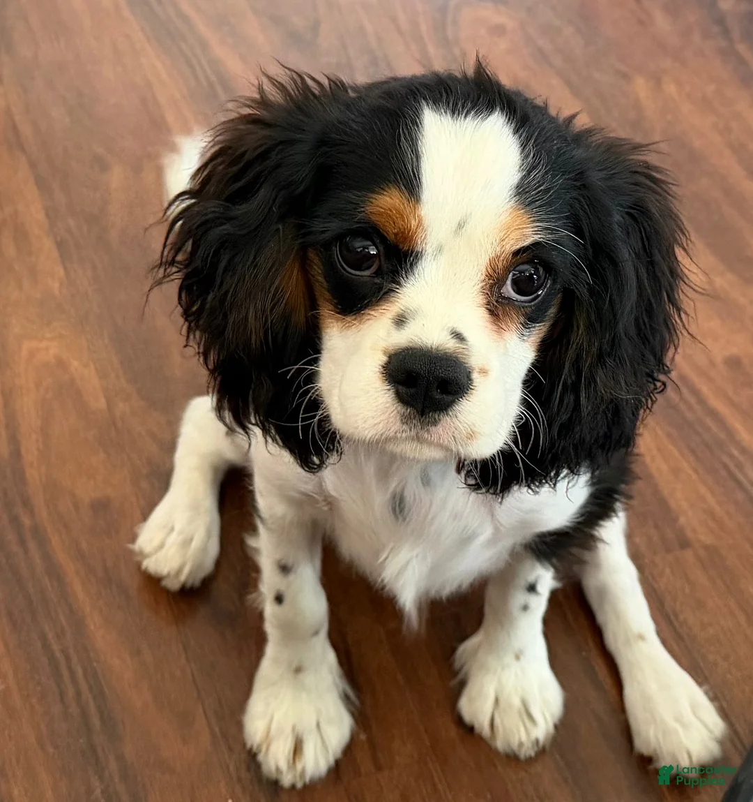 Cavalier King Charles Spaniel dogs for sale: Cavalier King Charles Spaniel - Ad 2