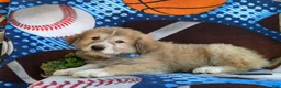 Mixed Breed dogs for sale: Mitchell - Ad 2